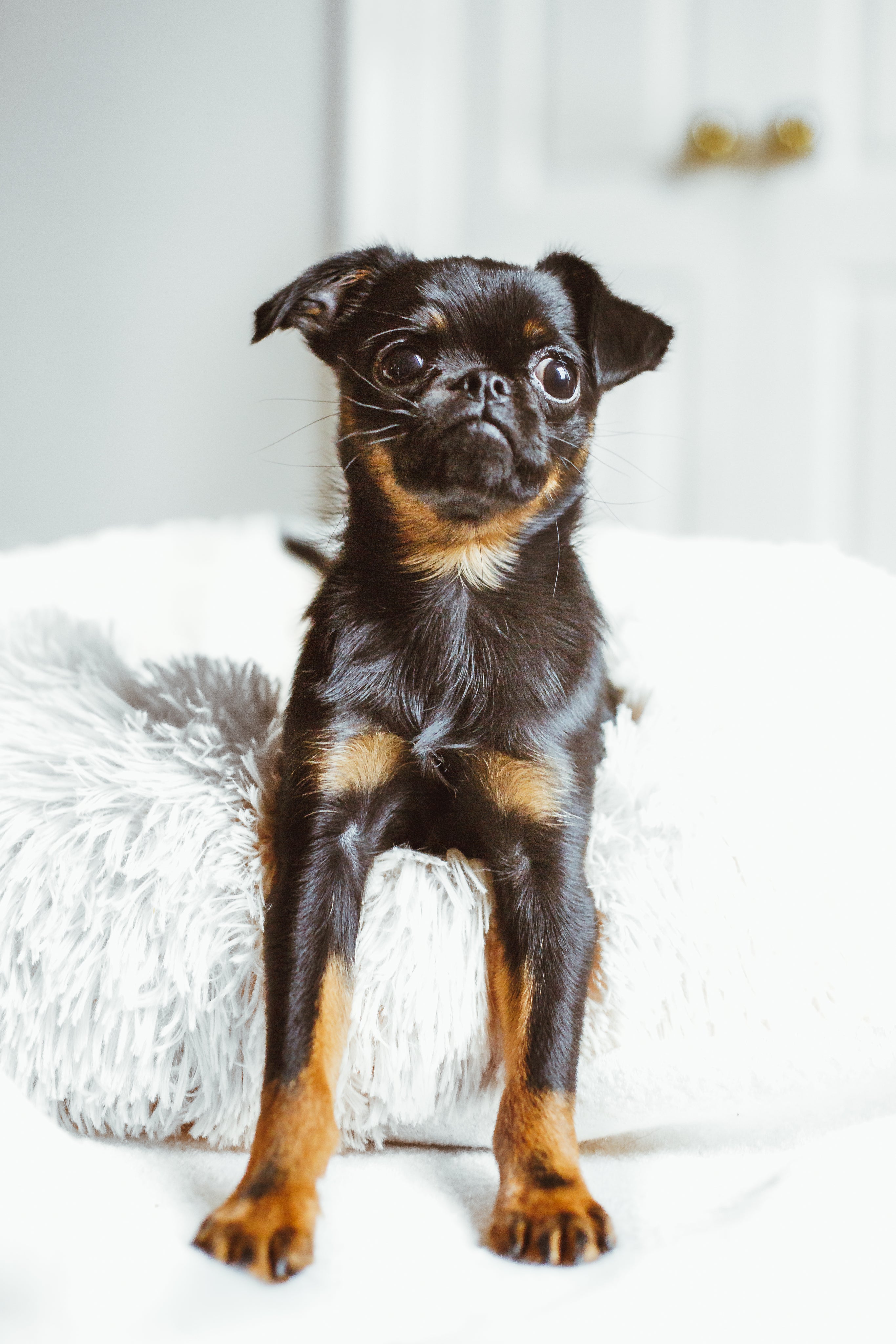 puppy-on-fluffy-bed.jpg