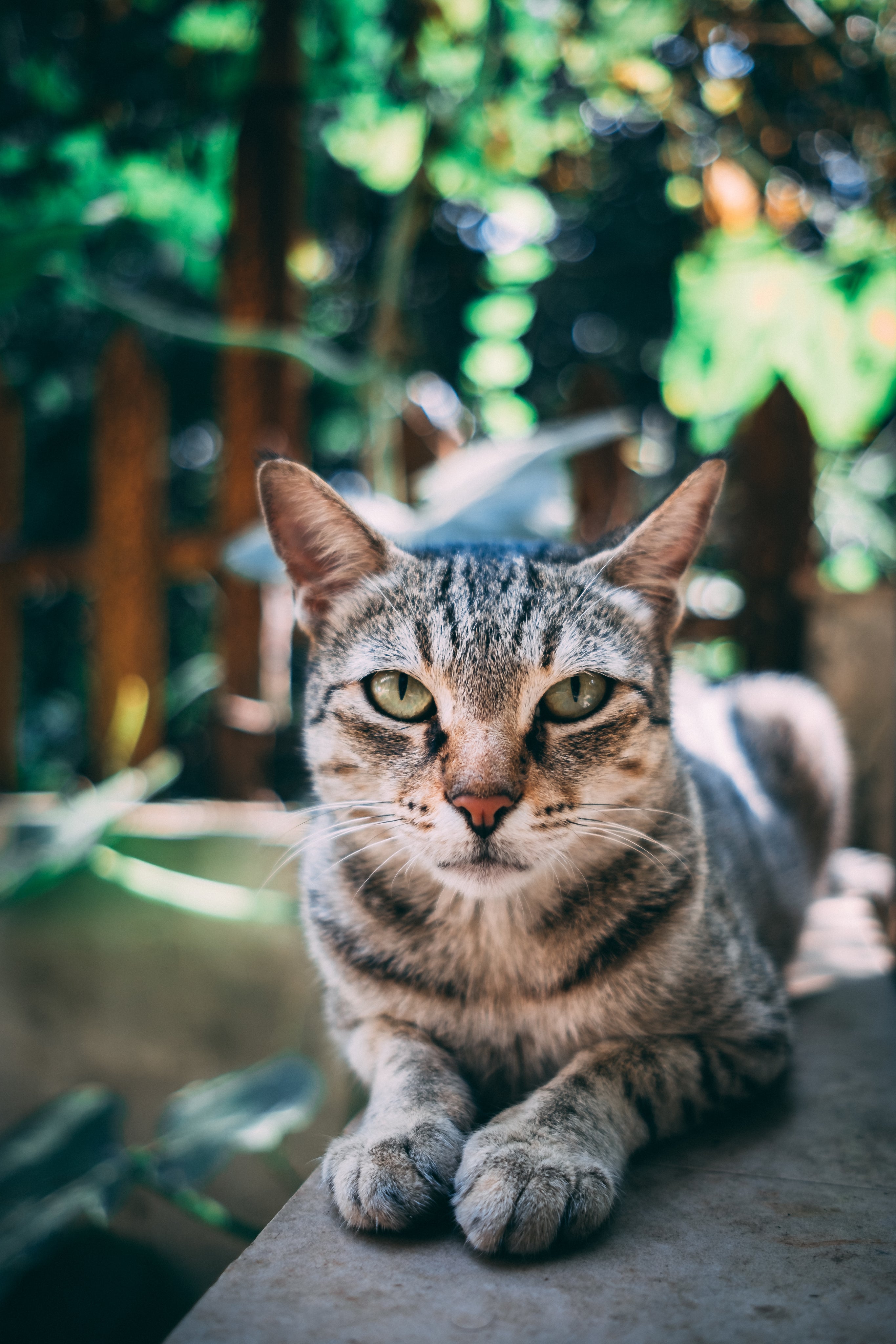 tabby-cat-stares-intently.jpg
