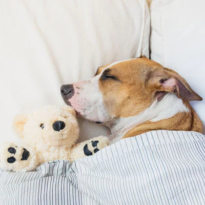Bedding & Comfort