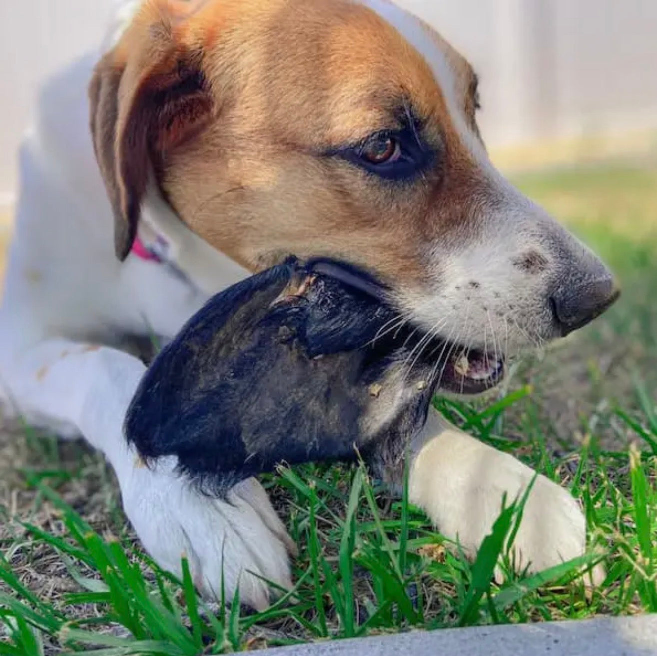 All-Natural Beef Ear with Hair Dog Chew