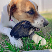 All-Natural Beef Ear with Hair Dog Chew