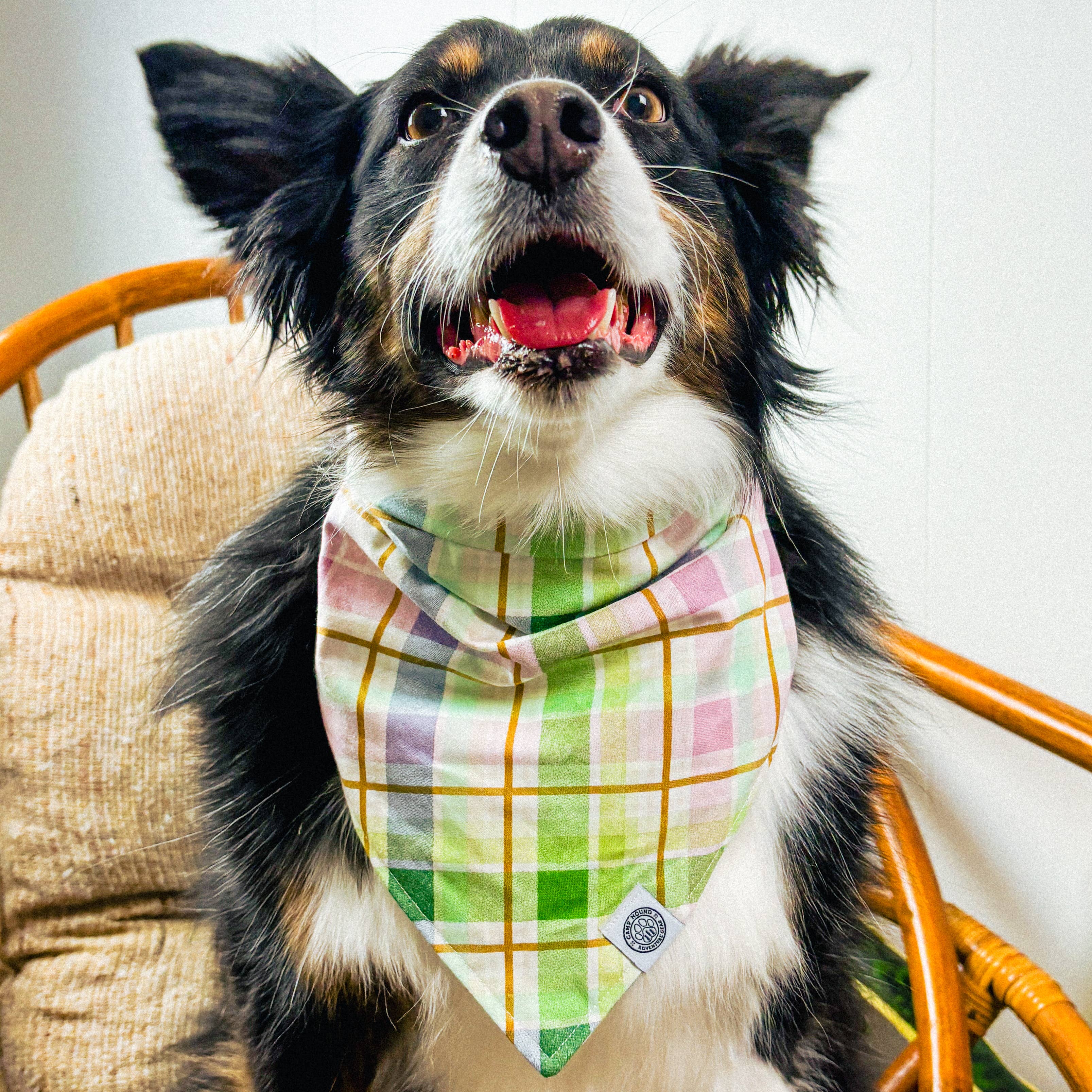 Buttercup Dog Bandana | Pastel Plaid Pet Scarf Accessory: Green / M