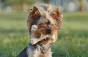 Betterbone Beef Dog Chew