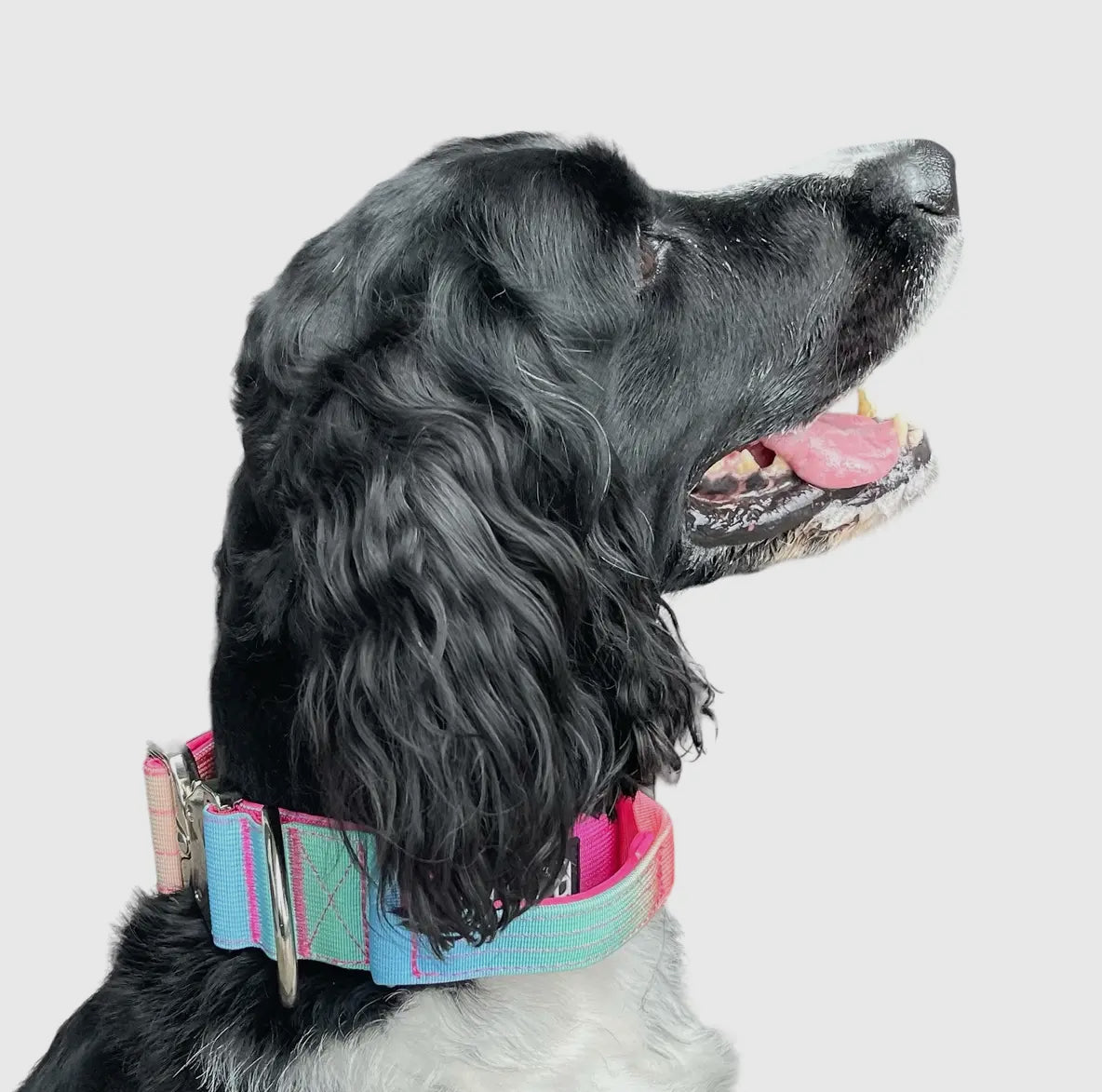 Purple To Gradient Tactical Dog Collar