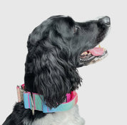 Purple To Gradient Tactical Dog Collar