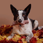 Fetch Stick Super Chewer
